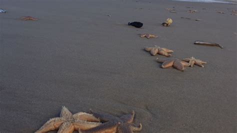 Traditionelles Biikebrennen Auf Sylt Fackeln Im Sturm