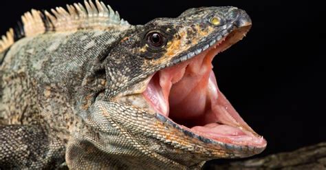 Green Iguanas Teeth