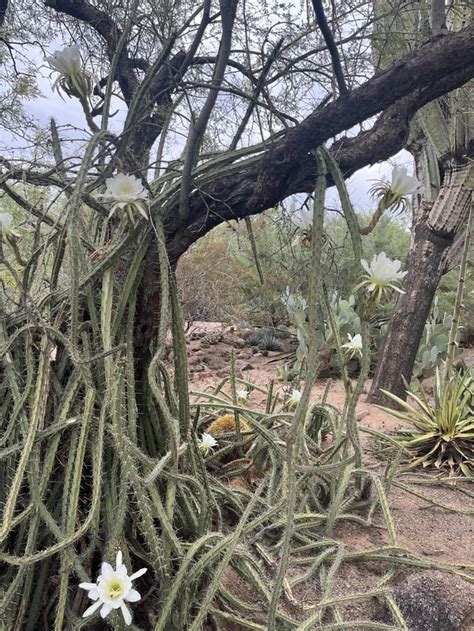 Night Blooms at Desert Botanical Garden : r/phoenix