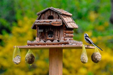 Los Mejores Comederos de Jardín para Pájaros y Aves Silvestres