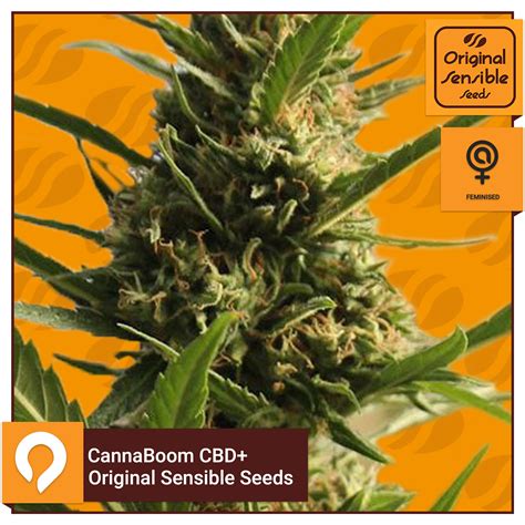 Cannaboom Cbd Original Sensible Seeds Feminised Seeds Kazam Seeds