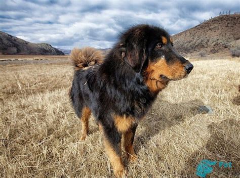 Бурят-монгольский волкодав 🐶 — описание, фото, характер и все о породе ...