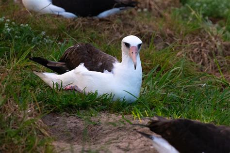 Jahre Der Wohl Lteste Vogel Der Welt Ist Ein Albatros