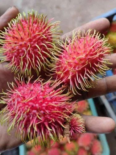 A Grade Rambutan Fruit Packaging Size Kg Packaging Type Carton At