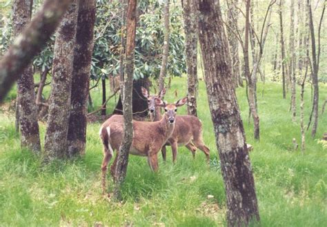 18 best Wildlife on the Appalachian Trail images on Pinterest ...