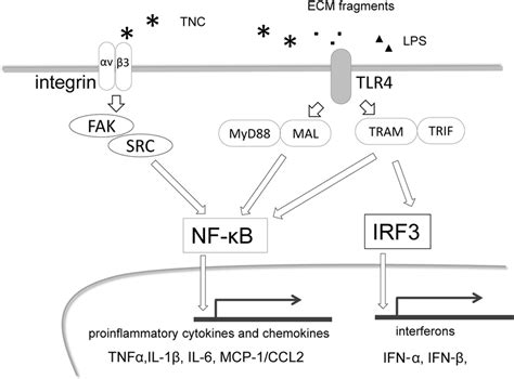 Major Proinflammatory Signaling Pathways By Tnc Activated Tlr By Tnc