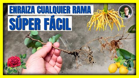 ENRAÍZA TODA RAMA de tus plantas con este método SÚPER FÁCIL de acodo