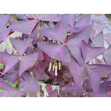 Jual Tanaman Hias Oxalis Triangularis Bunga Kupu Kupu Khusus Jawa