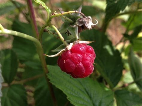 wild raspberry wild food uk
