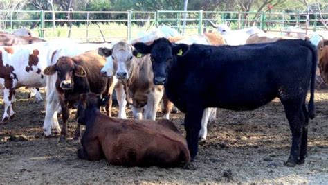 Febrero Asociaci N Mexicana De Productores De Carne Ameg