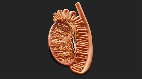 Male Testicles Anatomy 3d Model Cgtrader