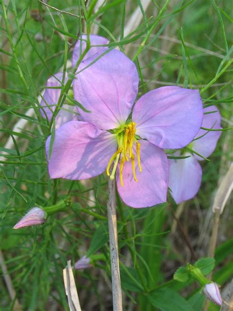 Using Georgia Native Plants: Coastal Plains Plants - Perfectly Placed