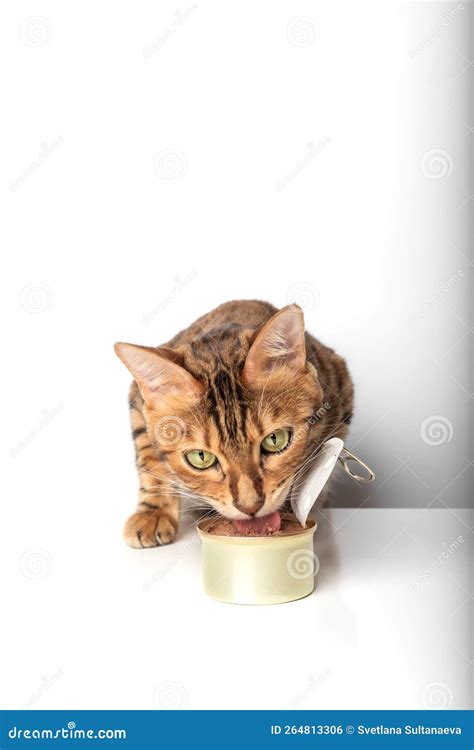 Gato Gengibre Fome E Lata Aberta Comida De Gato Foto De Stock