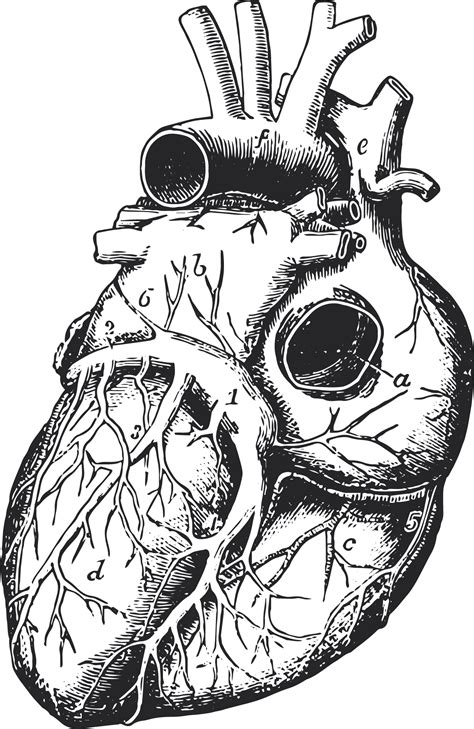 About Anatomica – Anatomica Health and Wellness