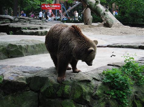 Bear At Zoo