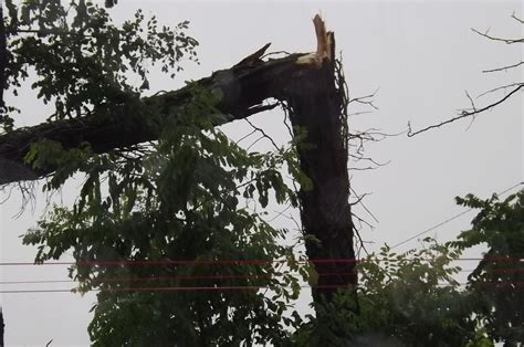 Paura Nel Parco A Follonica Un Albero Cade Su Un Auto