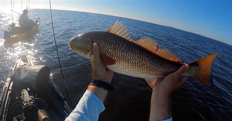 Uncovering Current Fall Redfish Trends Fishing Report