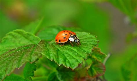 Coccinelle Insectes Feuilles Le Photo Gratuite Sur Pixabay Pixabay