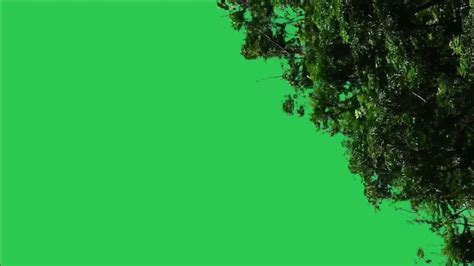 Tree Green Screen Video Green Screen Tree Tree Green Screen Effect Kinemaster P 38 Youtube