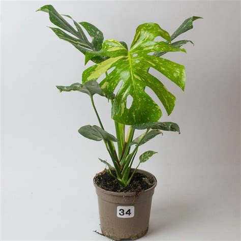 Monstera Thai Constellation Tropical Plants Uk