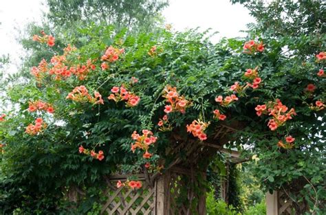 Campsis Radicans Pipa Turcului Tr Mbi A De V Nzare Copacei Ro