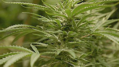 Watch The Naked Truth Season 1 Episode 5 District Of Cannabis Online Now