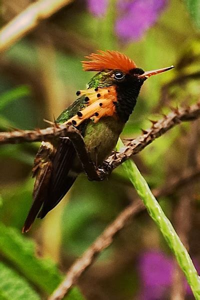 711 best images about Hummingbird Neo-Tropical on Pinterest | South ...