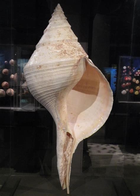 snail shell | Sea snail, Sea shells, Shells