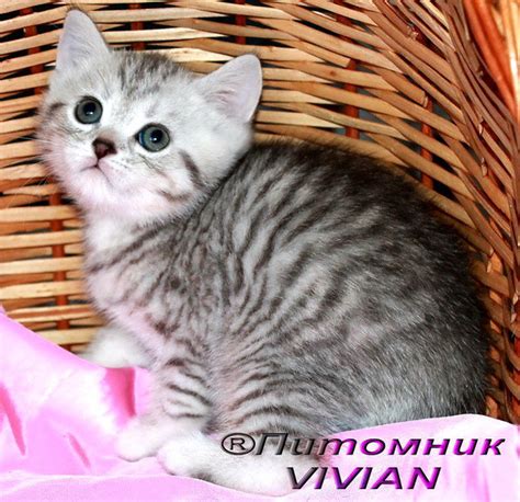 Британские котята вискас из питомнка в Москве - Барахолка животные кошки
