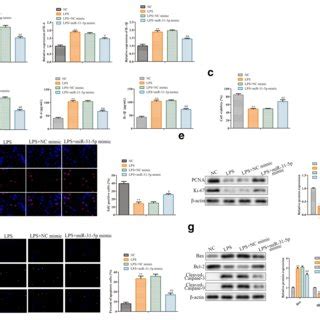 Knockdown Of Neat Inhibits Lps Induced Inflammatory Response And