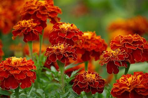 When And How To Plant Marigold Seeds Gardeners Path