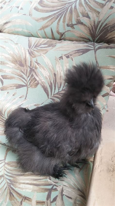 Silkie Sexing 3 Months Backyard Chickens Learn How To Raise Chickens