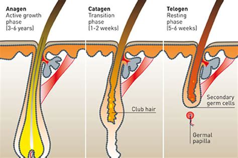 Anagen and hair growth - Insalaco Clinic