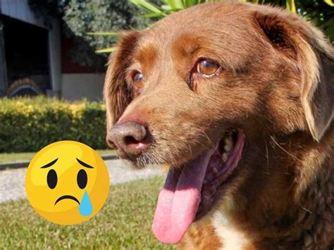 Bobi el perro más viejo del mundo fallece a los 31 años