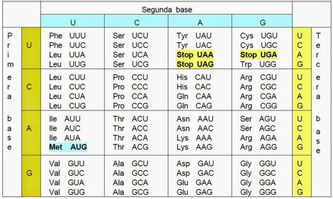 C Digo Gen Tico Apuntes De Biotecnolog A