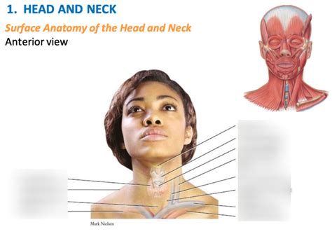 Surface Anatomy Of Head And Neck Diagram Quizlet