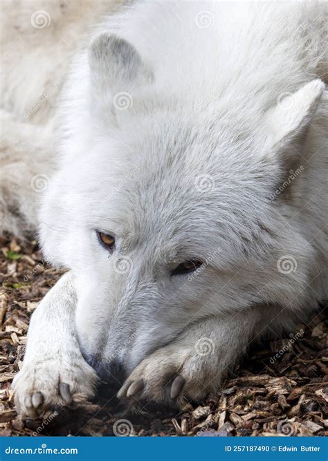 The Hudson Bay Wolf Canis Lupus Hudsonicus Stock Photo Image Of