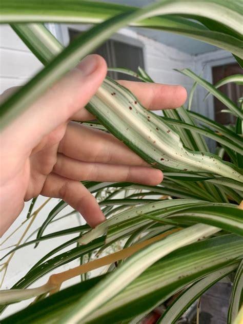 Red Spots Forming On Spider Plant Leaves Is It A Cause For Concern R Plantclinic