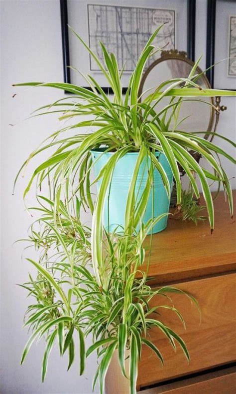 Spider Plant Care Guide How To Grow Chlorophytum Comosum Artofit