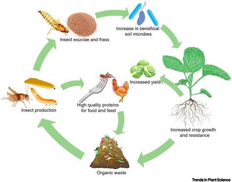 Insect Frass And Exuviae To Promote Plant Growth And Health Trends In