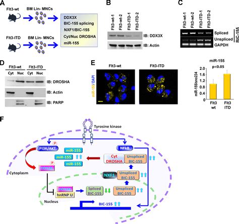 Regulation Of Mir 155 Processing By Ddx3x Nxf1 Cytoplasmic Drosha In Bm