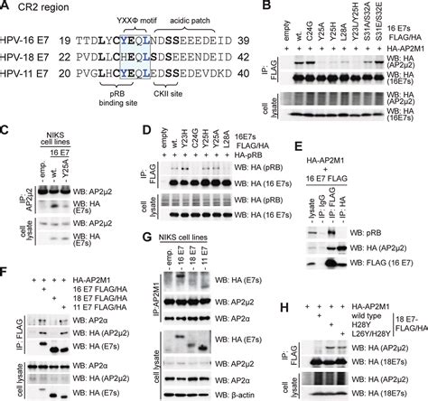 Hpv E Interacts With The Endocytic Machinery Via The Ap Adaptor