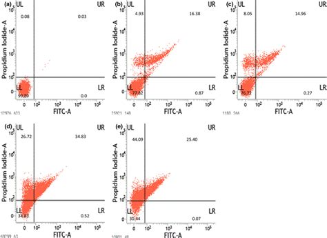 Flow Cytometric Analysis Of Apoptosis In DU145 Cells A The