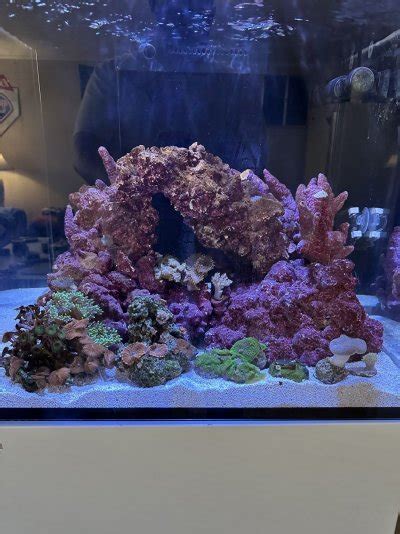 Cube Build Show Off Those Great Cube Tank Aquascapes Page