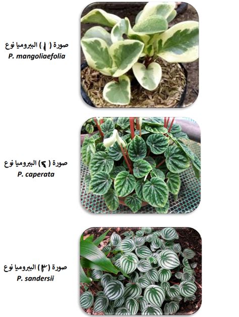 نبات الببروميا Peperomia Sp الموطن الأصلي أمريكا الوسطى وشمال أمريكا