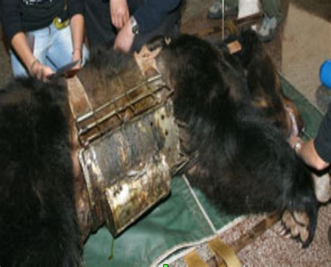 What Is Bear Bile Farming Animal Rescue Society