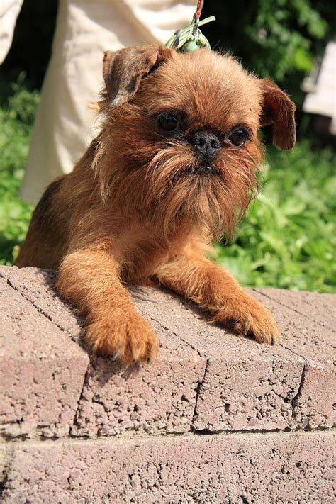 223 Best Х Brussels Griffon Griffon Bruxellois Hd Phone Wallpaper Pxfuel