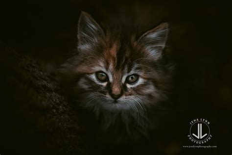 Kitten Portrait I Finally Sell Prints And Downloads On My Flickr