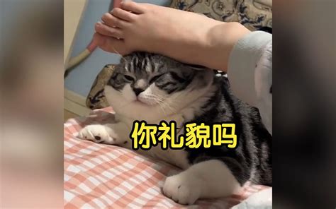 猫：上辈子也没这么无语过啊！ 十四毅 十四毅 哔哩哔哩视频