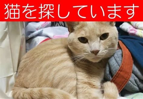 猫を探しています